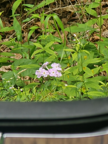 Phlox carolina, photograph 2