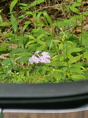 Phlox carolina, photograph author not stated, no rights reserved