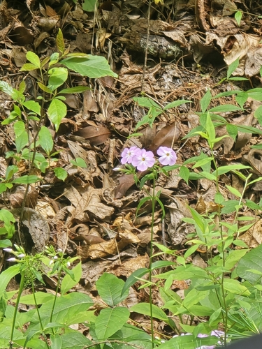 Phlox carolina, photograph 3