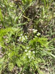 Bifora americana