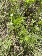 Bifora americana