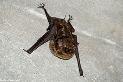 Greater Sac-Winged Bat photo 3