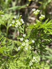 Bifora americana