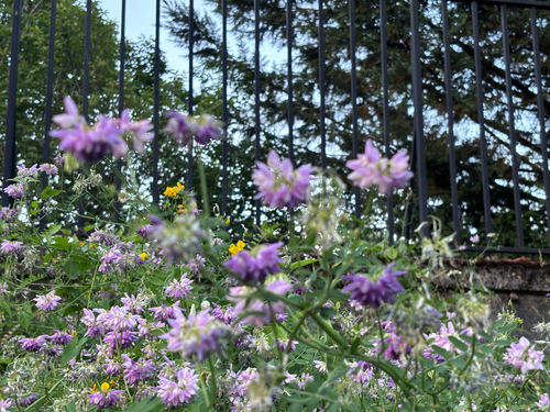 purple crownvetch