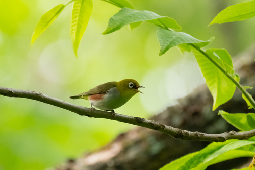 Chestnut-flanked White-eye (Zosterops erythropleurus), photo 6