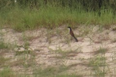 Centropus cupreicaudus