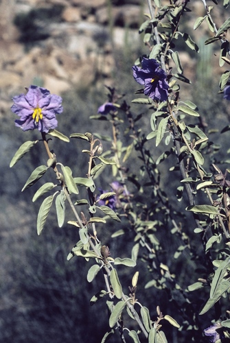 Solanum hindsianum, photograph 4