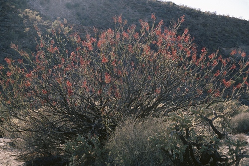 Fouquieria diguetii, photograph 5