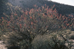 Fouquieria diguetii, photograph (c) Gail A Baker, some rights reserved (CC BY)