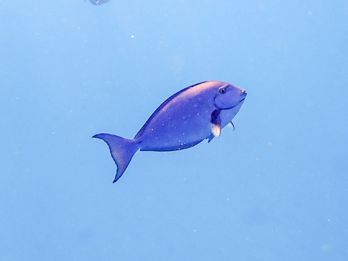 Whitefin surgeonfish (Acanthurus albipectoralis) — Acanthuridae