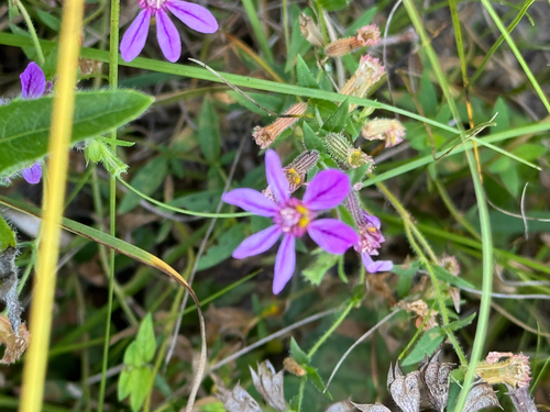 Cuphea glutinosa