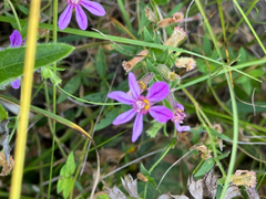 Cuphea glutinosa