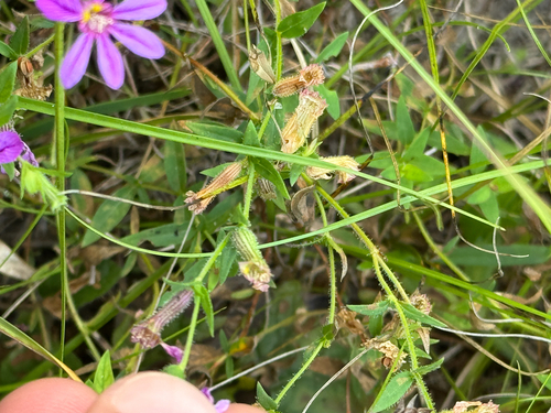 Cuphea glutinosa, photograph 1