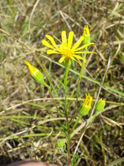 Jacobaea borysthenica