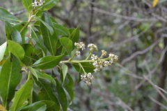 Escallonia paniculata