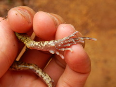 Craugastor augusti cactorum