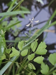 Thalictrum clavatum, photograph (c) willingarden, some rights reserved (CC BY)