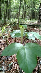 Arisaema quinatum