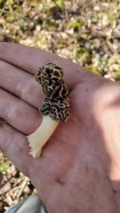 Morchella americana