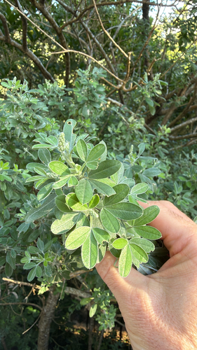 Genista stenopetala, photograph 2