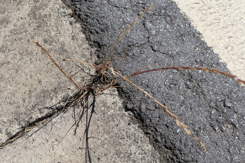 Lolium rigidum iNat (1)