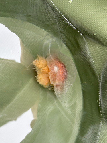 Atlantic Lion's Mane Jelly photographed in Maine