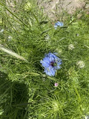 Nigella