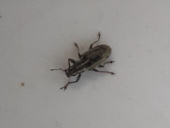 Sitona lineatus