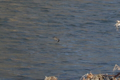 Lymnocryptes minimus