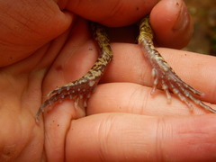 Craugastor augusti cactorum