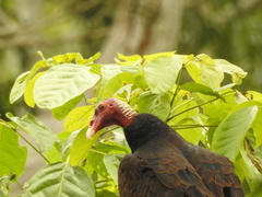 Cathartes aura