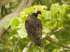 Cathartes aura