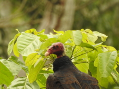 Cathartes aura