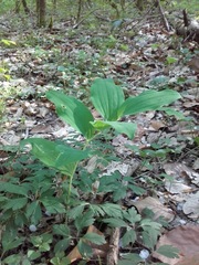 Polygonatum multiflorum