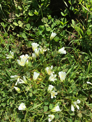 Limnanthes