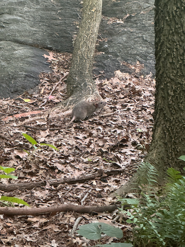Rat photographed near here on 2026-06-14