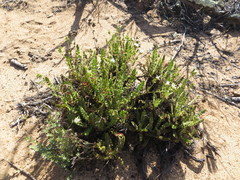 Horkelia cuneata puberula