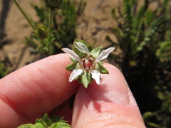 Horkelia cuneata puberula