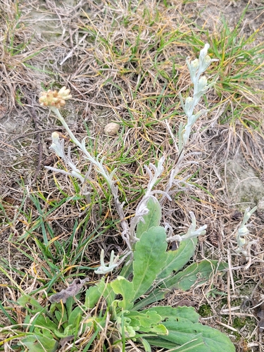 Helichrysum luteoalbum observed 2026-06-15