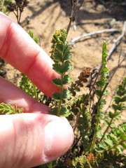 Horkelia cuneata puberula