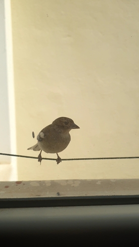 African Chaffinch