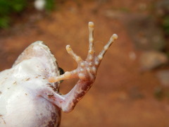 Craugastor augusti cactorum