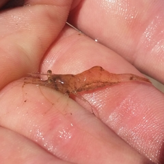 Palaemon kadiakensis