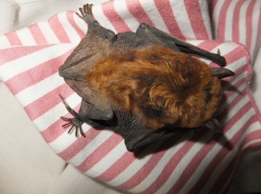 Big Brown Bat from Library District, Kansas City, MO 64105, USA on