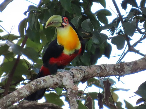 Red-breasted Toucan