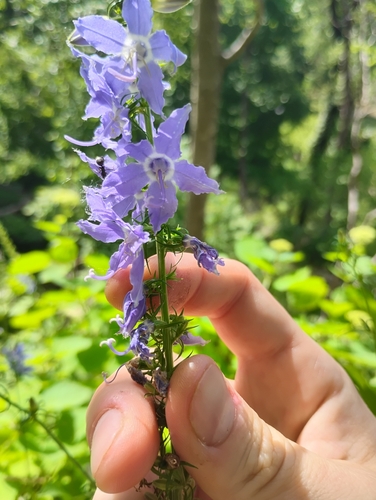 tall bellflower