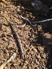 Hell Hollow Slender Salamander photo 2