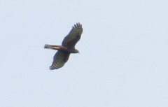 Accipiter ovampensis