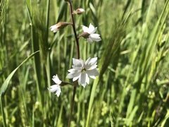 Lithophragma affine