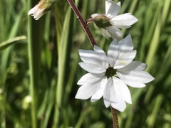 Lithophragma affine